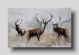 stags, sketch 3 watercolour